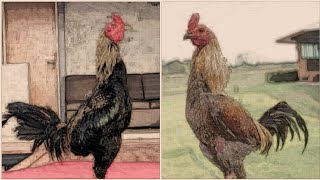 Kaolan ayah dari sang legenda yokere // Kosem Farm