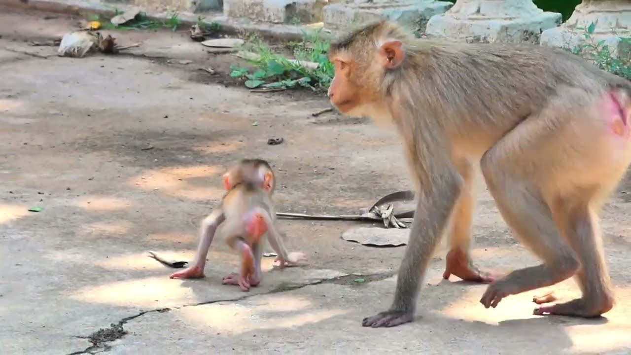 Lunar's Fear of Heights, A Baby Monkey's Perspective