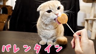 猫にバレンタインを用意してみた結果がこちら