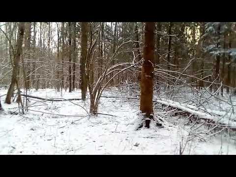 Рога оленя и