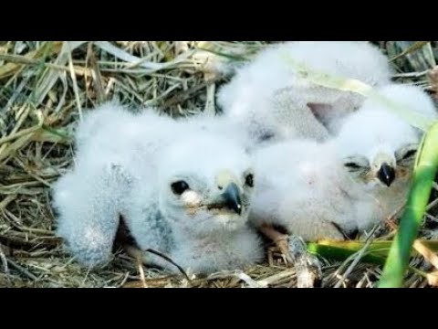 harrier feeds chicks