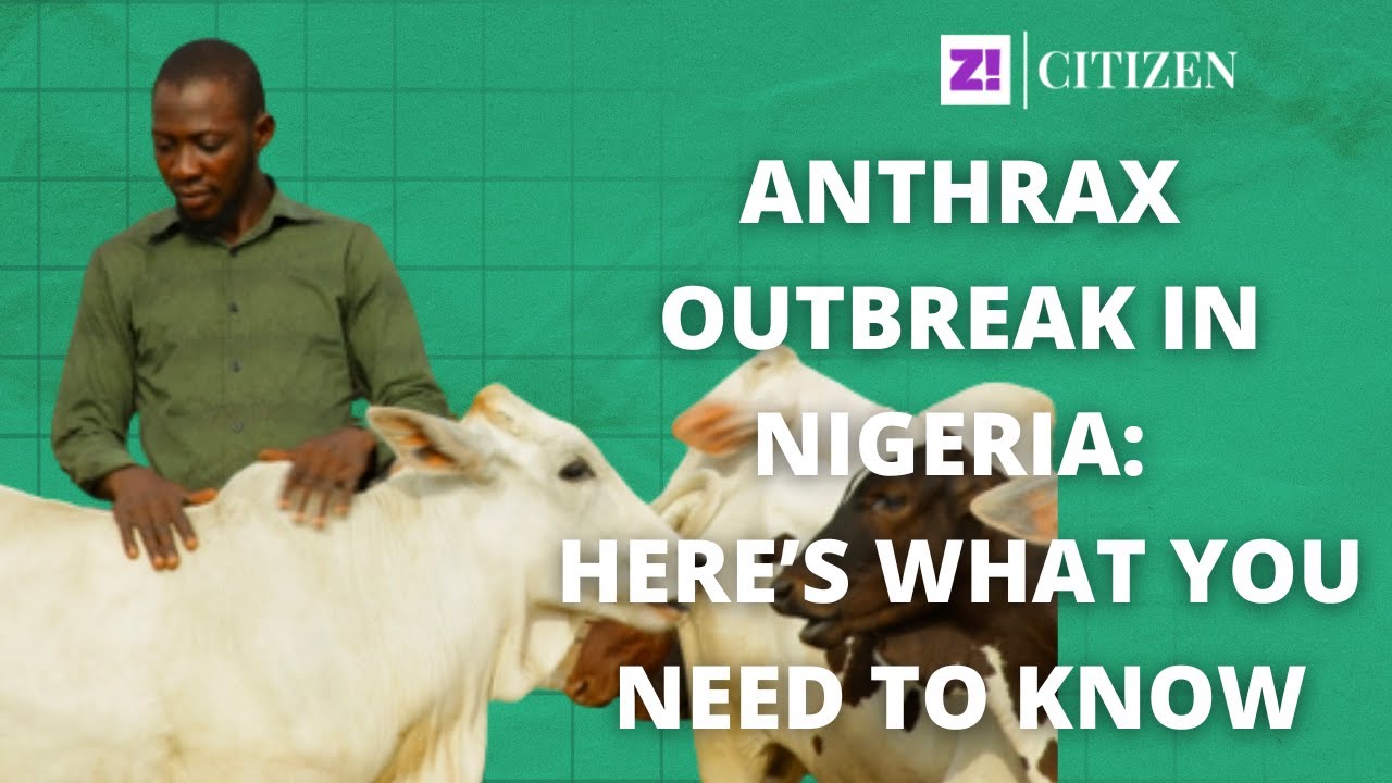 Anthrax Outbreak in Nigeria: Here’s What you Need to Know