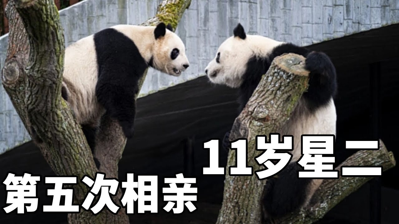 春天来了，又到了星二被WB的季节！已经是第五次相亲了，希望这个11岁的老小子今年能开窍吧～#大熊猫毛笋 #大熊猫星二 #不止我一个想rua大熊猫 #来这吸熊猫 #大熊猫