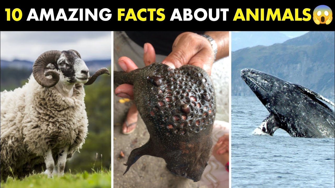 10 Mind Blowing Facts about Animals । প্রাণীদের সম্পর্কে 10টি আজব তথ্য । #shorts #animals #facts