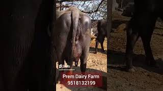 Pregnant Murrah Buffalo, 22 Litres, Milking Capacity, 3Rd Lactation,