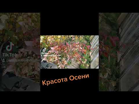 красота осени.