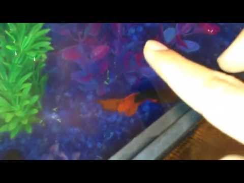 How to teach your betta to jump for his food trick