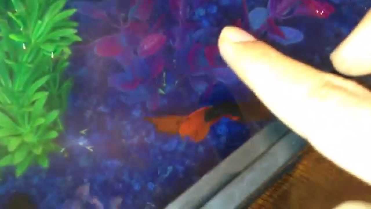 How to teach your betta to jump for his food trick YouTube
