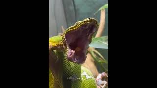Snake yawning
