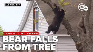 WATCH: Bear falls from tree after being tranquilized Profile