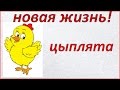 Новая жизнь // появление цыплят