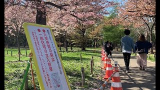 寂しい花見　札幌