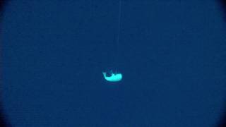 40 Lb. Hooked Golden Tile Fish Underwater Video Capture