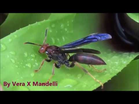 * MARIMBONDO-CAVALO * * WASP * . 2 . - YouTube