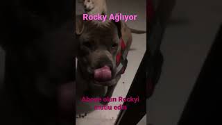 Rockyni̇n Abone Olmayanlara Mesaji Var