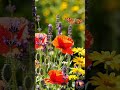 🌿 Deep Relaxing Instrumental Music | Peaceful Nature Sounds for Sleep &amp; Meditation