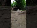 Gaw ka kabutar 🤗🤗                #birds #bird #birdlovers #ytshorts #viral