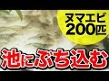 【庭の池】ミナミヌマエビ200匹購入！ 池に打ち込む 2019.6.25