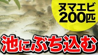 庭の池 ミナミヌマエビ0匹購入 池に打ち込む 19 6 25 Youtube