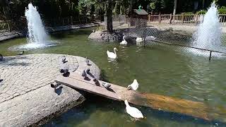 Ankara Kuğulu Park