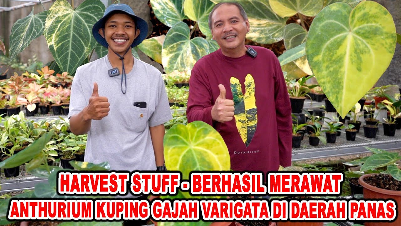 Harvest Stuff - Berhasil Merawat Anthurium Kuping Gajah Varigata di Daerah Panas
