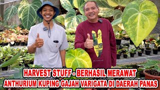 Harvest Stuff - Successfully Caring for Variegated Anthurium Crystallinum in Hot Climates