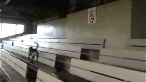 Patrol K9 Trailing to Off Lead Open Area