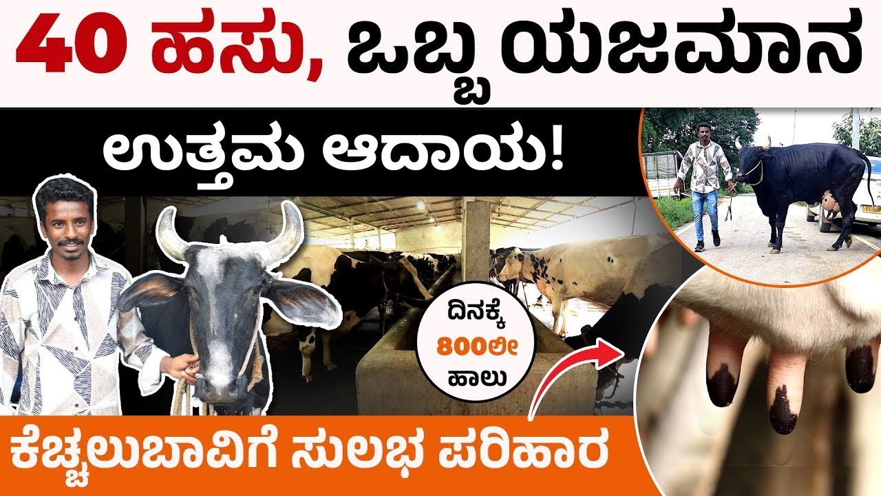 40 ಹಸುಗಳು, 800ಲೀ ಹಾಲು, ತಿಂಗಳಿಗೆ ರೈತರಿಗೆ ಲಕ್ಷಾಂತರ ಆದಾಯ – Dairy Farming Secrets in Kannada | Chaithra
