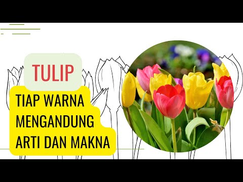 Video: Tulip merah: semua tentang simbol dan artinya