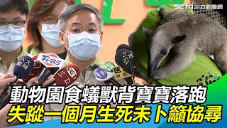 游出欄舍翻越!木柵動物園食蟻獸揹寶寶落跑 已失蹤1個月「生死未卜」 呼籲民眾協尋 |三立新聞網SETN.com