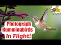 How to Photograph Hummingbirds in Flight (5 Game-Changing Tips)