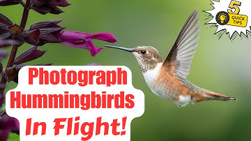 How to Photograph Hummingbirds in Flight (5 Game-Changing Tips)