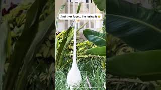 This Bird Is An Egret.