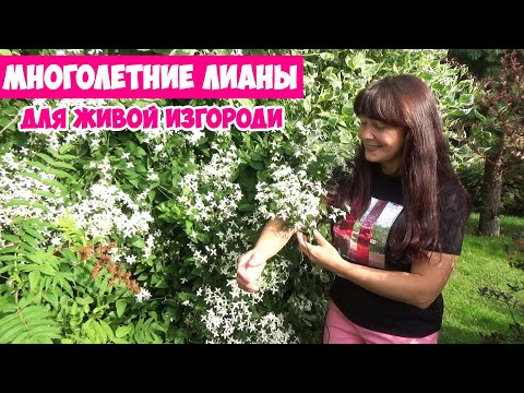 5 лучших многолетних лиан вертикального озеленения и для забора! Закроют любую неприглядную зону!