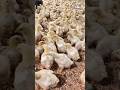 গরমে মুরগি সুস্থ রাখার উপায়?🤯💥 #chicken #farming #shorts #pets #viral #reels #funny #youtubeshorts