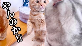 何故か突然ちゃーぼーに怒られた温厚なクロくん #猫 by ねこもふファミリー 5,107 views 2 days ago 3 minutes, 27 seconds