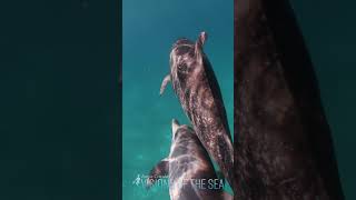 Yu Bin Bae talks about swimming with Bahamas Spotted Dolphins for the first time by Annie Crawley