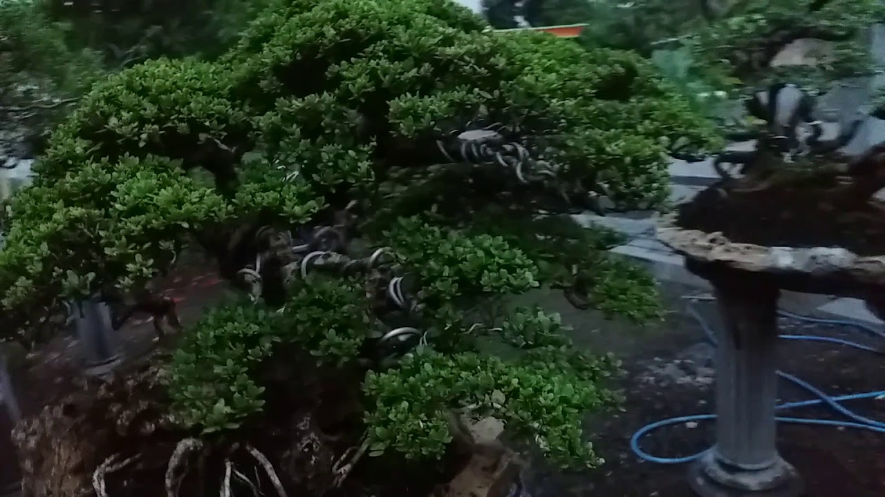 Bonsai santigi /jehan/Ngawi YouTube