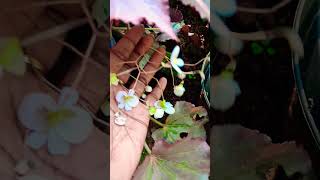 ബിഗോണിയ പരിപാലനം/ Subscribe for more videos 👍