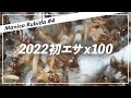 【アリ飼育】マニカルビダVS100匹のエサ - 2022年最初のエサは100匹のヒラタコクヌストモドキ…！【マニカ・ルビダ＃4】
