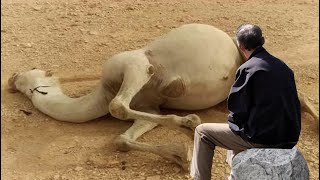 Don’t touch a dead camel in the desert by 100M The Wild Life 2,840 views 1 year ago 8 minutes, 10 seconds