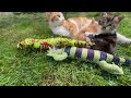 A Stray Mama Cat & Her 3-Week-Old Kittens | A Mother’s Day Story 🐾💖#MotherDay #CatFamily #StrayCat