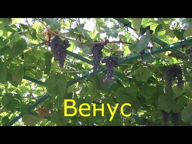 Сорт винограда Венус - YouTube