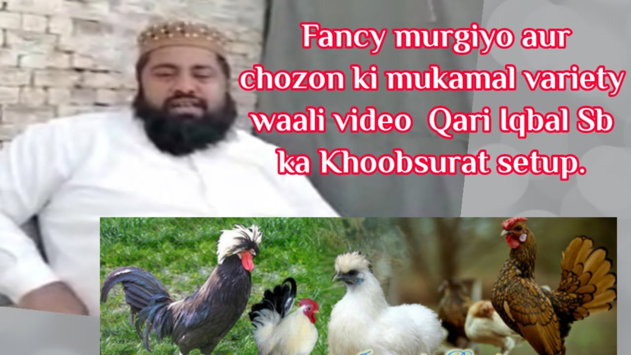 Hafiz Fancy Hen Farm in Rawalpindi//Fancy Poultry Farming at Roof