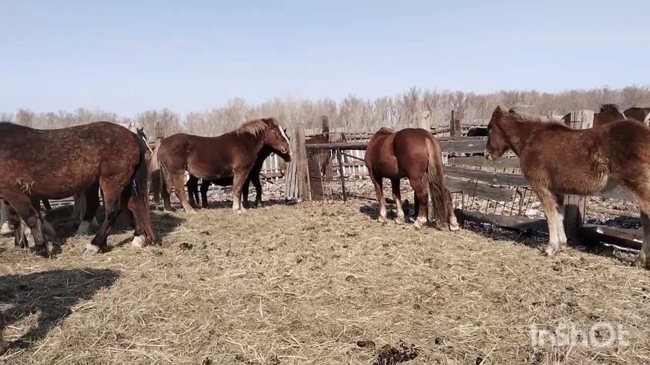 Болезнь Ящур,запустили жеребца к кобылам.