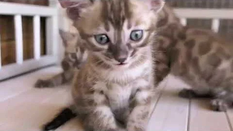Watch the video about Snow mink charcoal bengal kitten - süss und wunderschön
