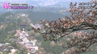 996　古伊万里大型金襴手奈良吉野桜満開図覗猪口　無傷　江戸中期　花見 996古伊万里大型金襴手奈良吉野桜満開図覗猪口無傷江戸中期花見