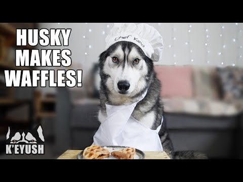 My Husky Cooks His Dog Friendly Waffles!