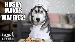 My Husky Cooks His Dog Friendly Waffles!