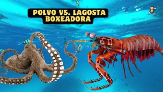Duelo Subaquático: Polvo vs. Lagosta Boxeadora